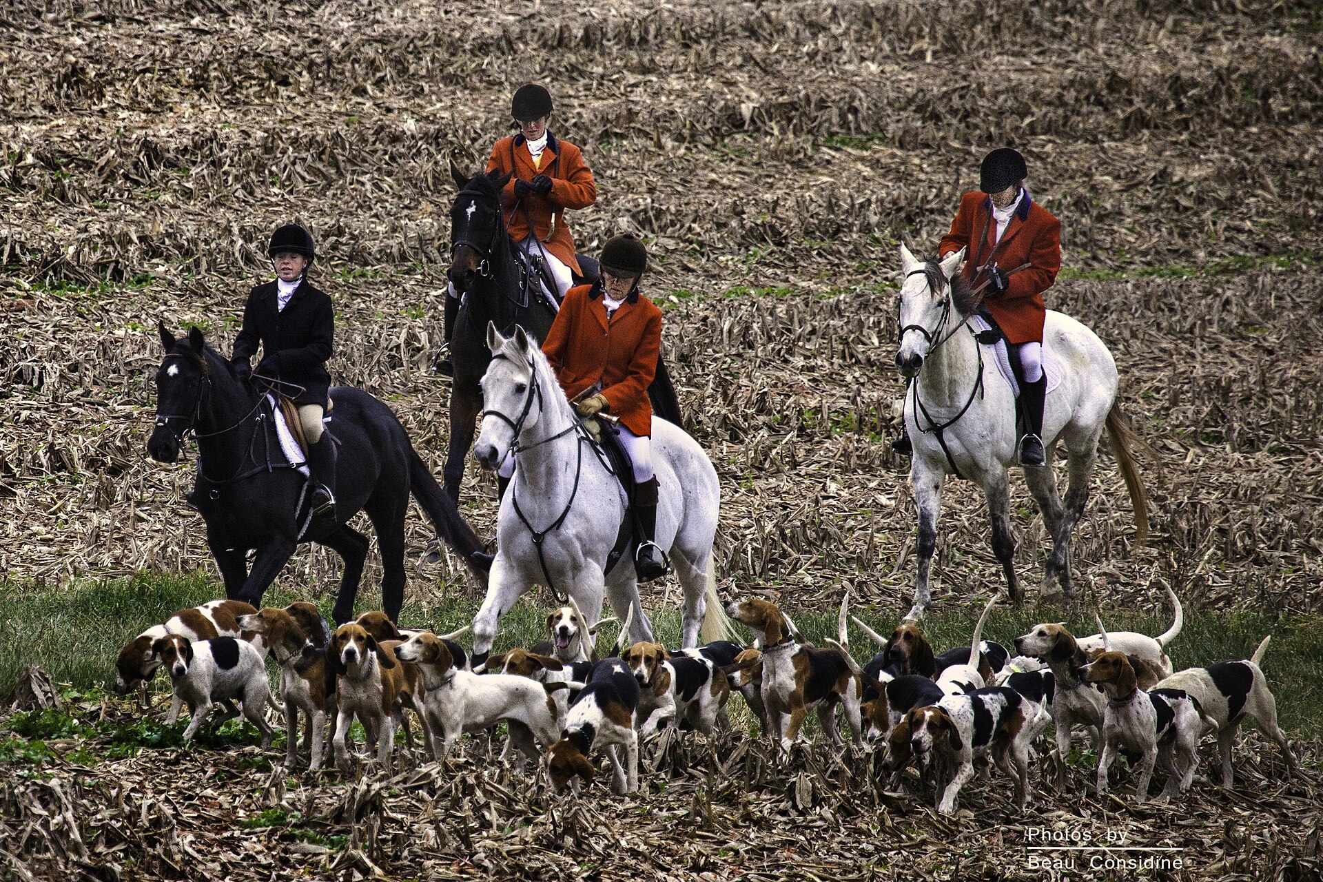 Mounted riders and hounds during a traditional hunt