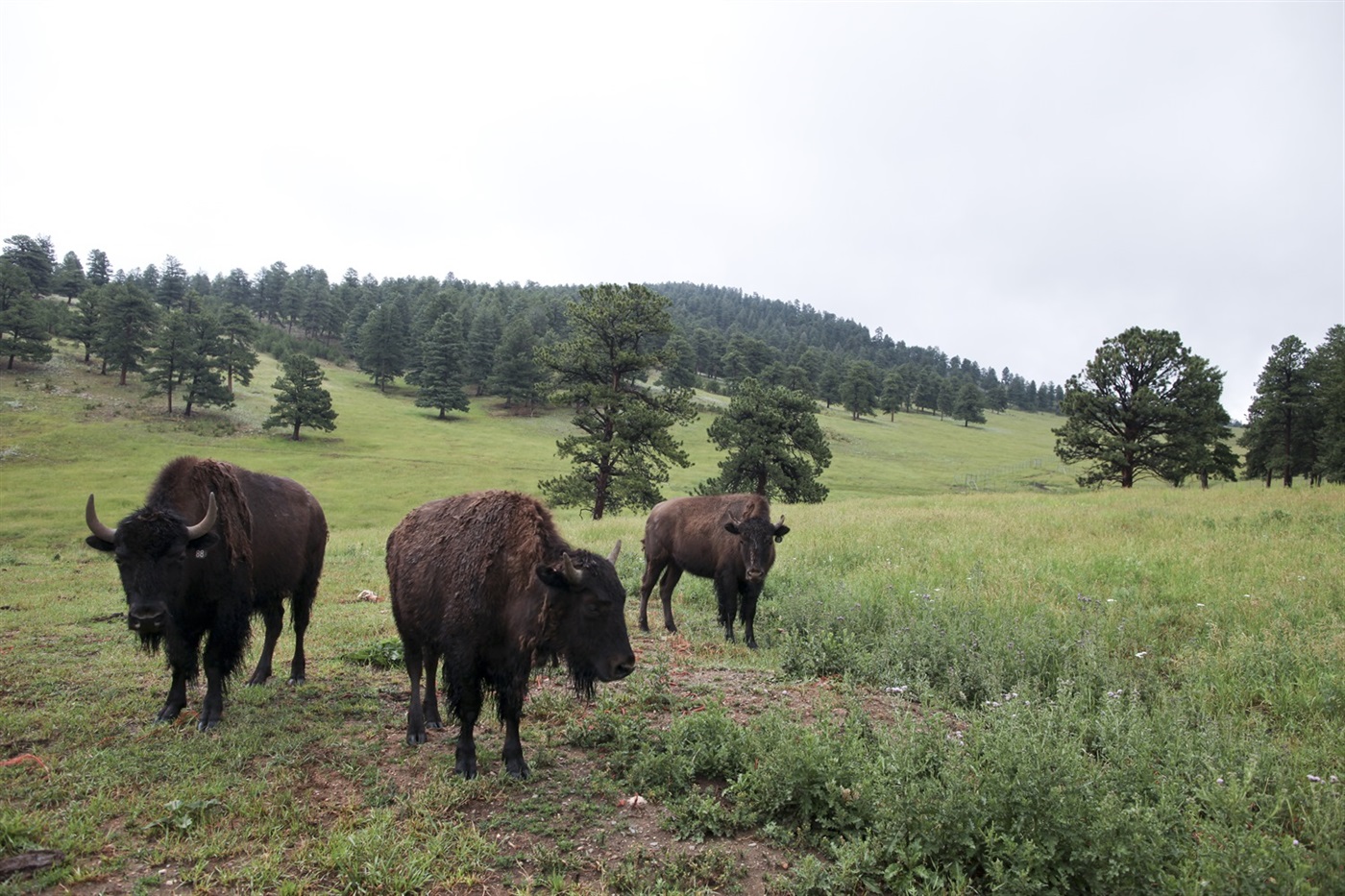 Bison at Genesee Park
