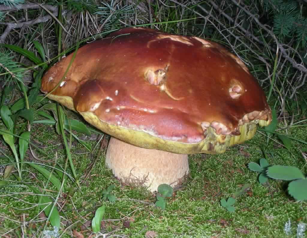 A red-capped bolete mushroom photographed in Colorado's Fraser Experimental Forest