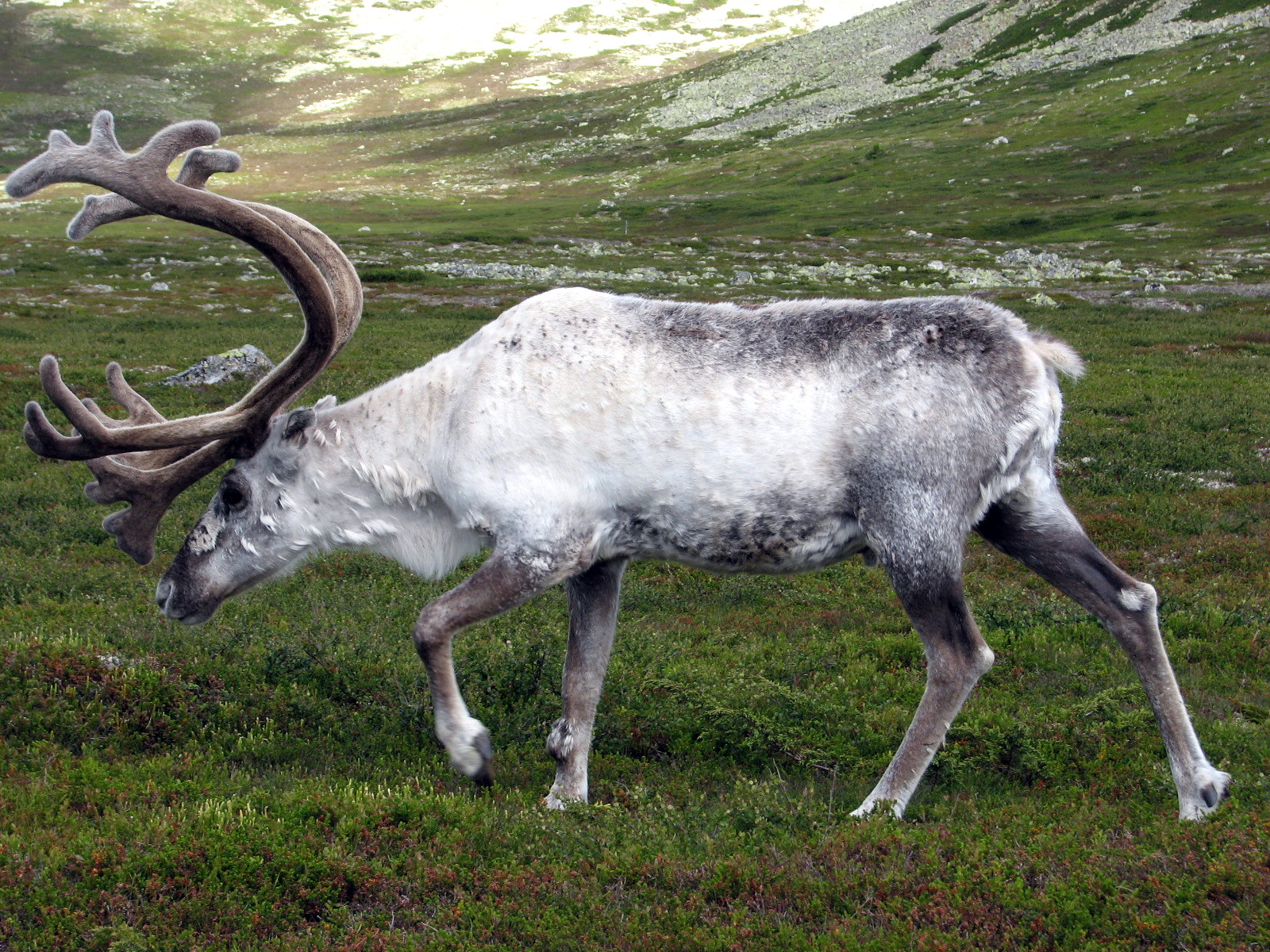Reindeer in a natural setting